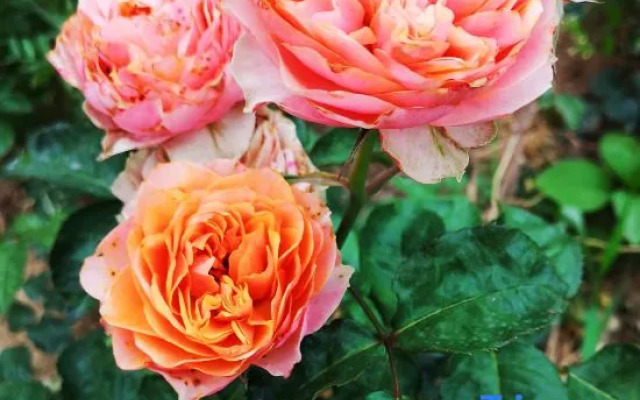 Floral Hotel·Yangshan Taohua Shili Hotel