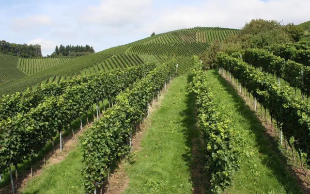 Pension am Weinberg Heidi Spinner