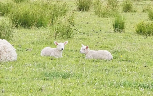 Woodend Hideaway Hamsterley - Sleeps 2 & Garden