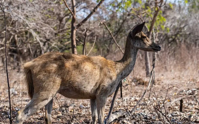 Villa Sari Bumi Menjangan