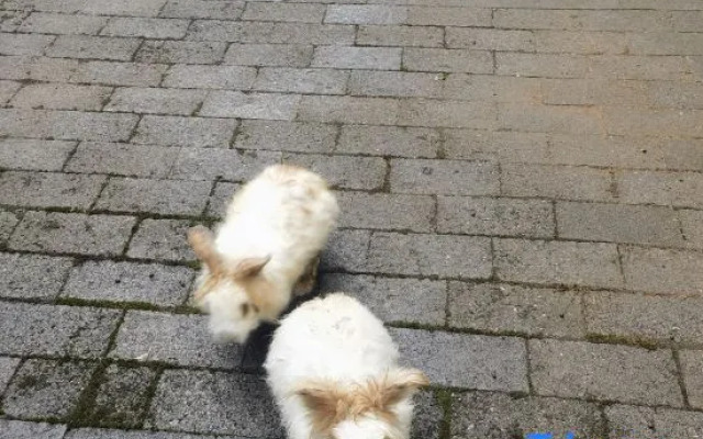 Yichun Xiyuan Linshe Homestay