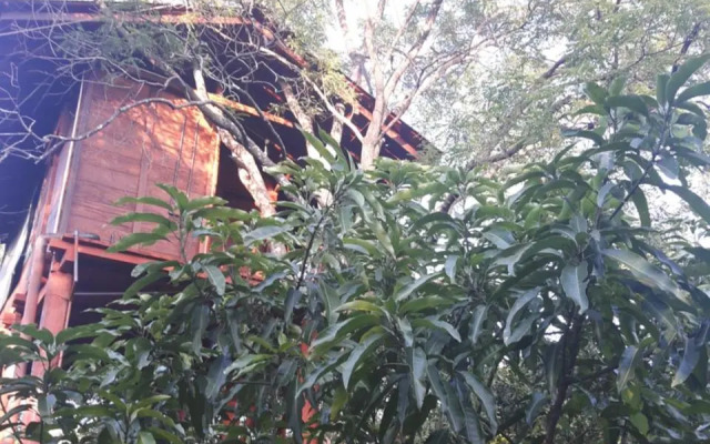 Dambulla Tree House