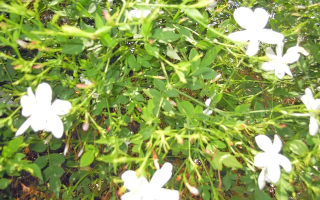 Petaloudes 2