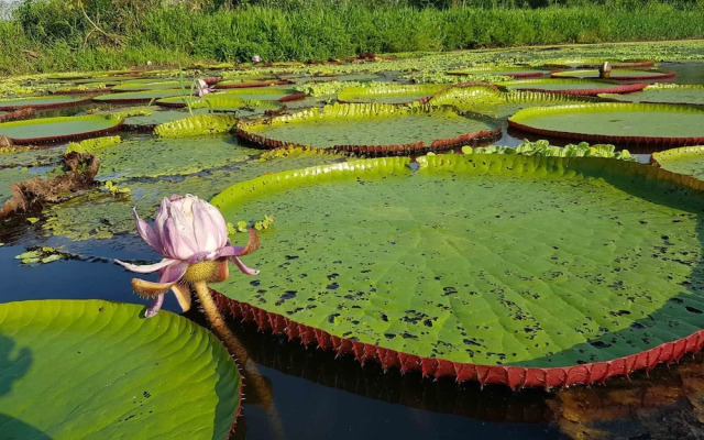 Amazon Lodge Adventures