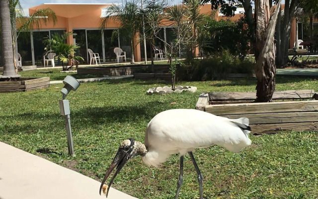 Warm Mineral Springs Motel