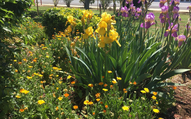 Quirindi Sunflower Motor Inn