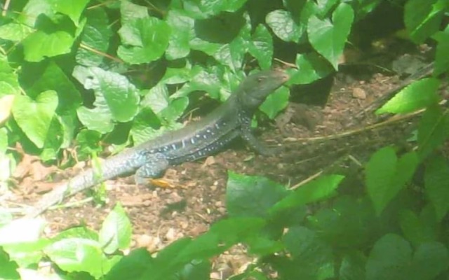 Berkey's Jungle Paradise