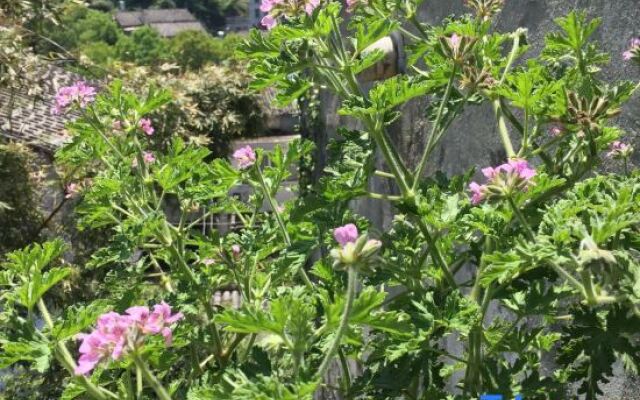 Yandang Mountain Yunqi Small Building