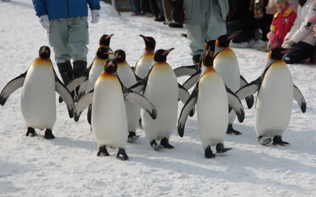 Pension Hoshi Ni Negaiwo