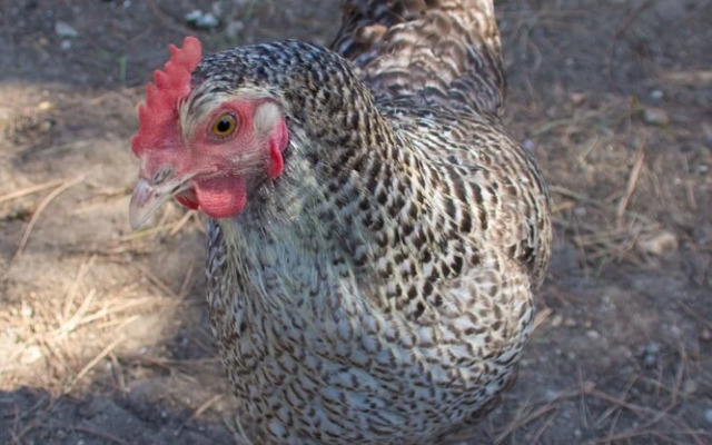 Aux Oiseaux de Provence