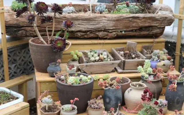 DaLi·Flowers bloom that year raditional garden experience homestay (Ancient City Branch)