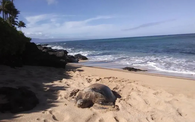 Timeshare Oceanview Studio in Maui