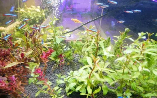 Shanxueshan Villa Hotel (Yangshuo West Street Lijiang Branch)