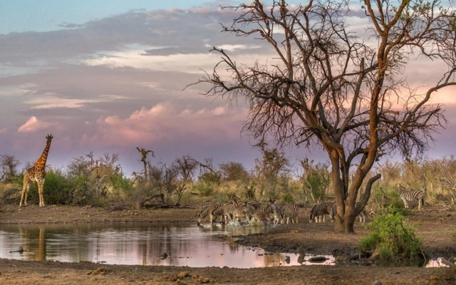 Tuningi Safari Lodge