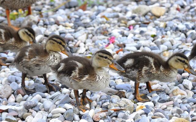 Albergo Meuble' Olivi