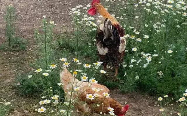 Gesundheitsbauernhof Steffl