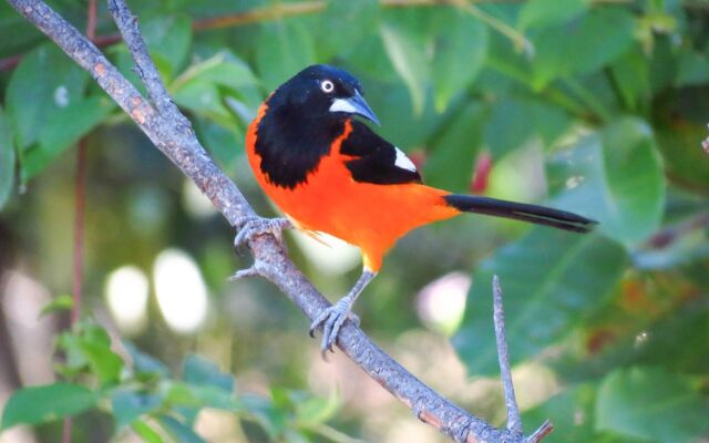 SouthWild Pantanal Lodge