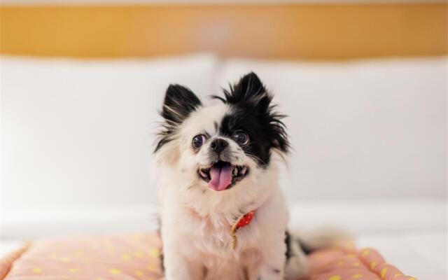 ibis Pune Hinjewadi Hotel