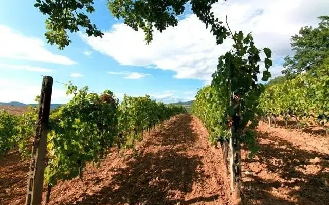 Rascioni & Cecconello