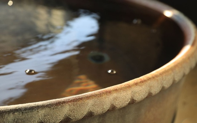 Imaihama Onsen Kiri no Kahori Sakura