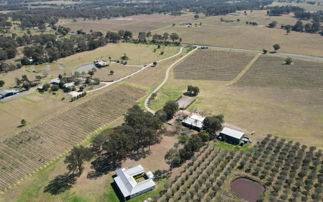 Olives and Vines at Majors Lane
