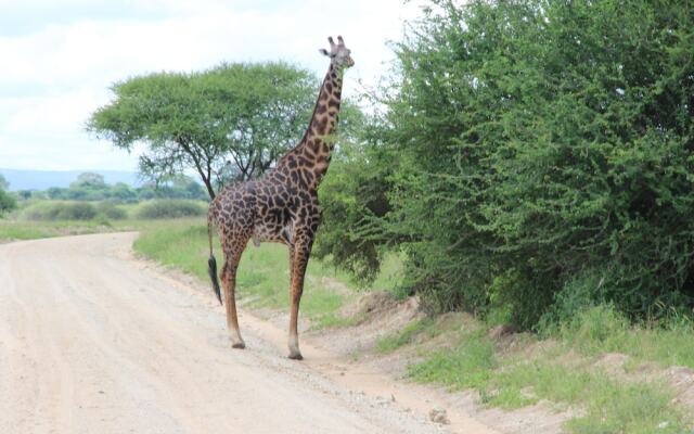 Africa Safari Serengeti Ikoma