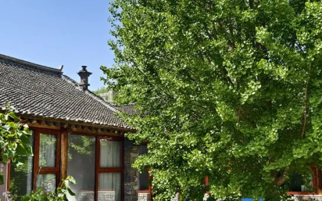 Two Ginkgo Trees · Old House Courtyard Homestay (Tianjin Jizhou Xijingyu) – Outside – Tianjin