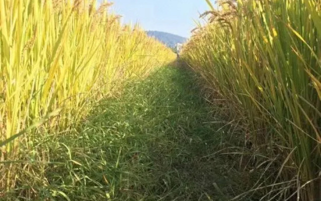 Suzhou Linghushan Residential Residence