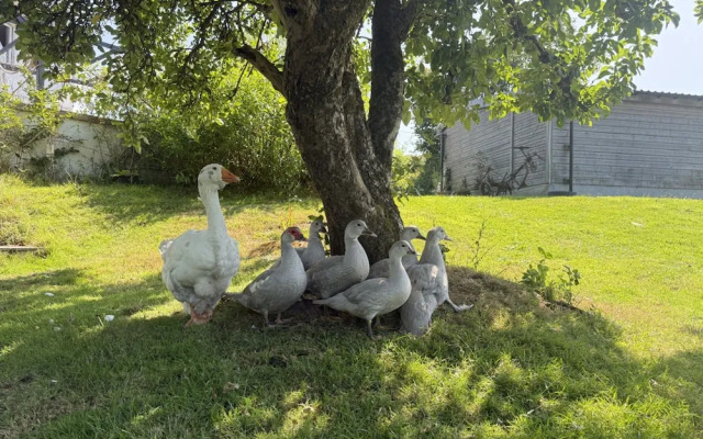 Lydvale Lodge in Lifton