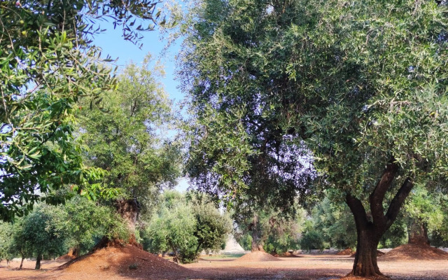 Masseria La Foggia