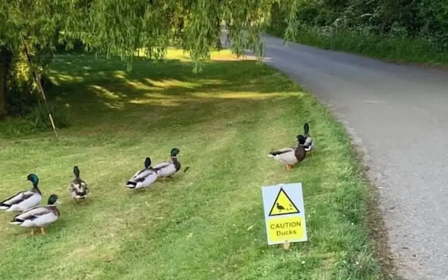 Old Thatch Bambers Green