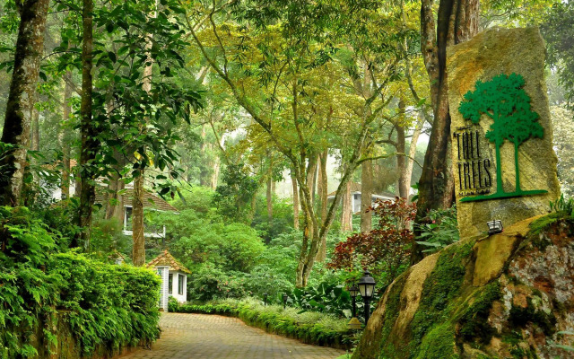 The Tall Trees Munnar