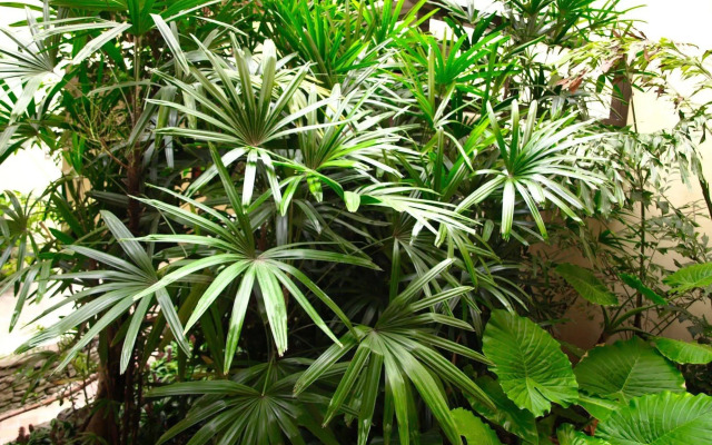 The Palm House Inn