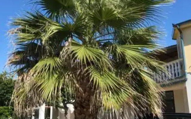 Apartment Plavo Sidro