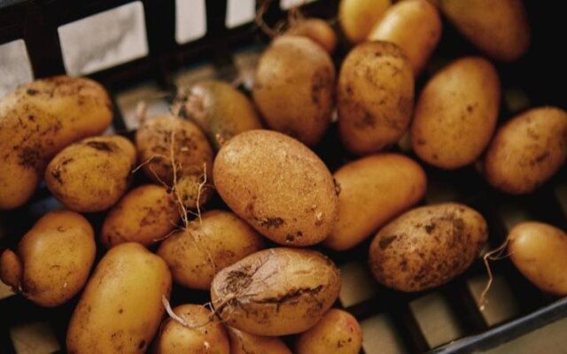 Clos des Coustoulins