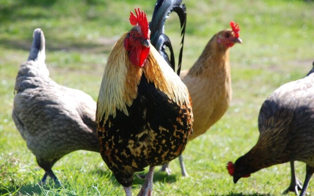 Harvest Moon Treehouse