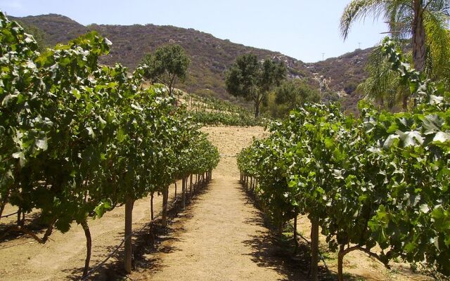 Vineyard Hacienda