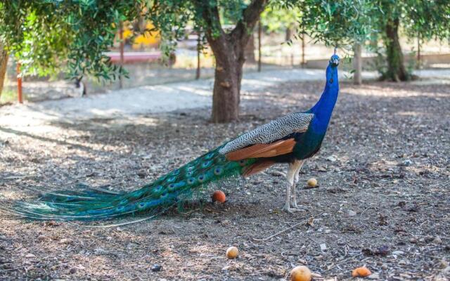 Il Gallo con gli Stivali