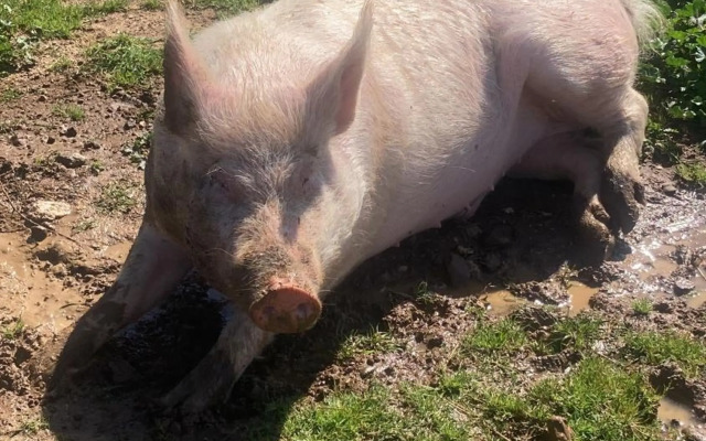 Azienda Agricola I Casali del Troscio