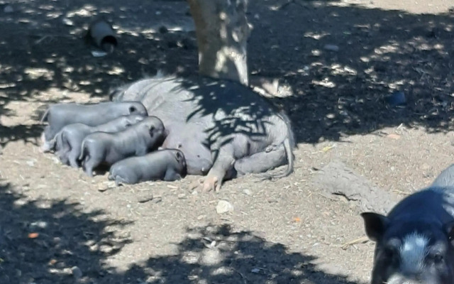 Quinta Vita - Vila Pera