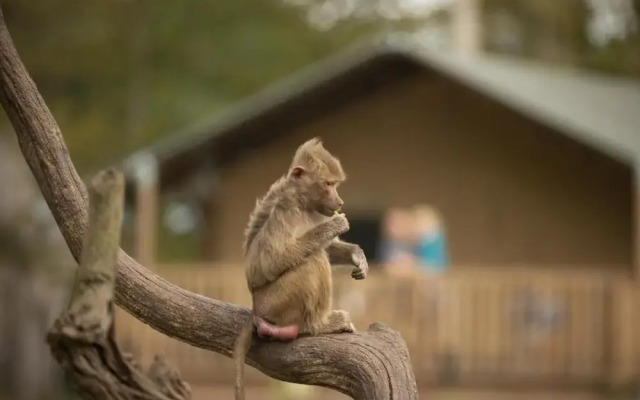 Knuthenborg Safaripark
