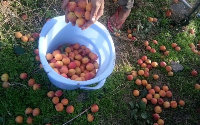 In Apple Estate Kanatal