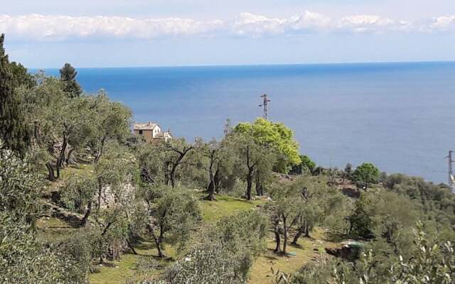Ulivi Mare Portofino