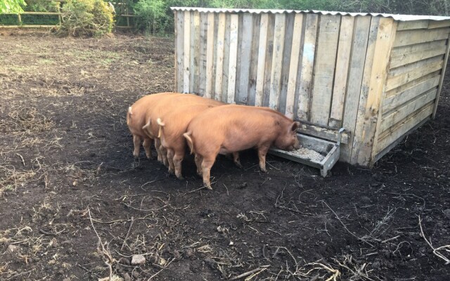 Higher Trenear Farm