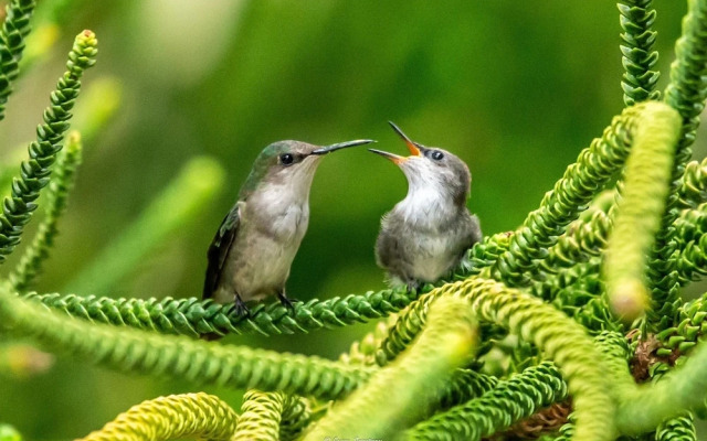 The MT Plaza Brisas Hotel