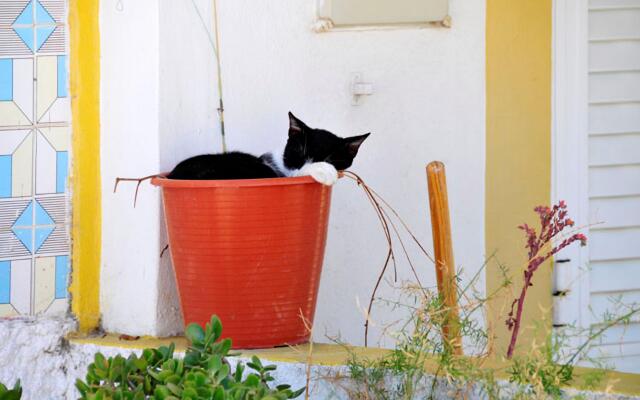 T/House Flora (Oceano) T010