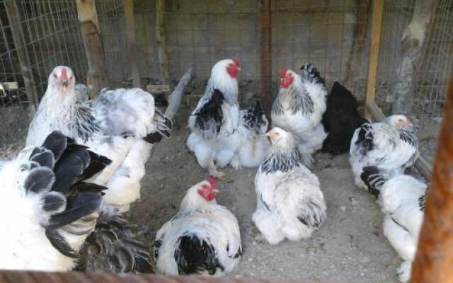 Agriturismo La Chiana