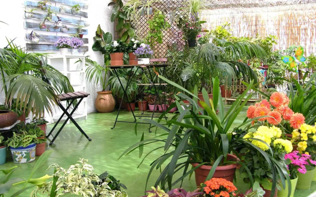 Apartamentos Calypso