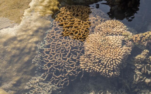 Pangani Cliffs Lodge