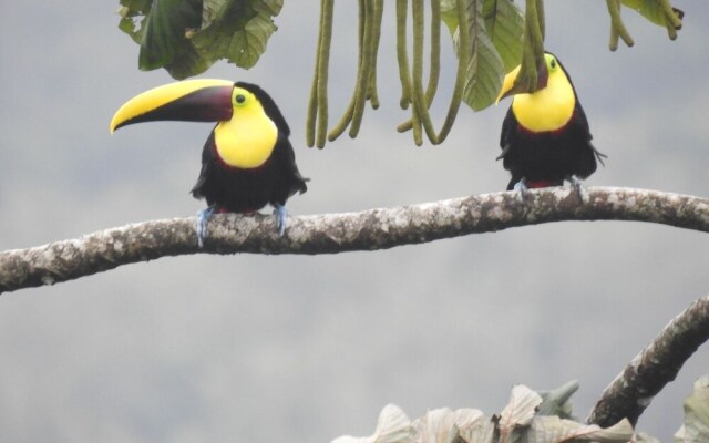 Toad Hall Hotel Arenal